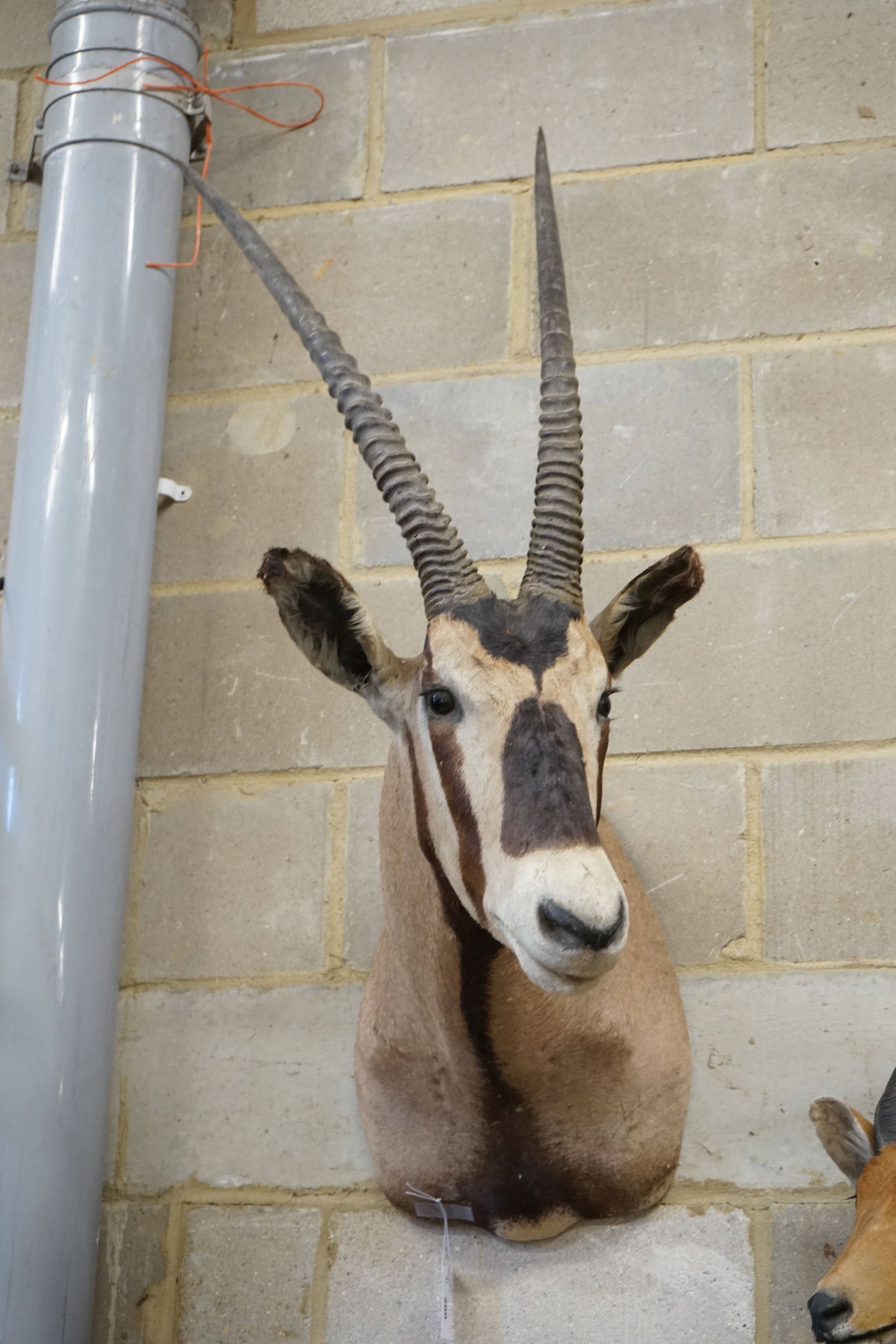 Taxidermy: A mounted Gemsbok mask, approximately 117 cm high